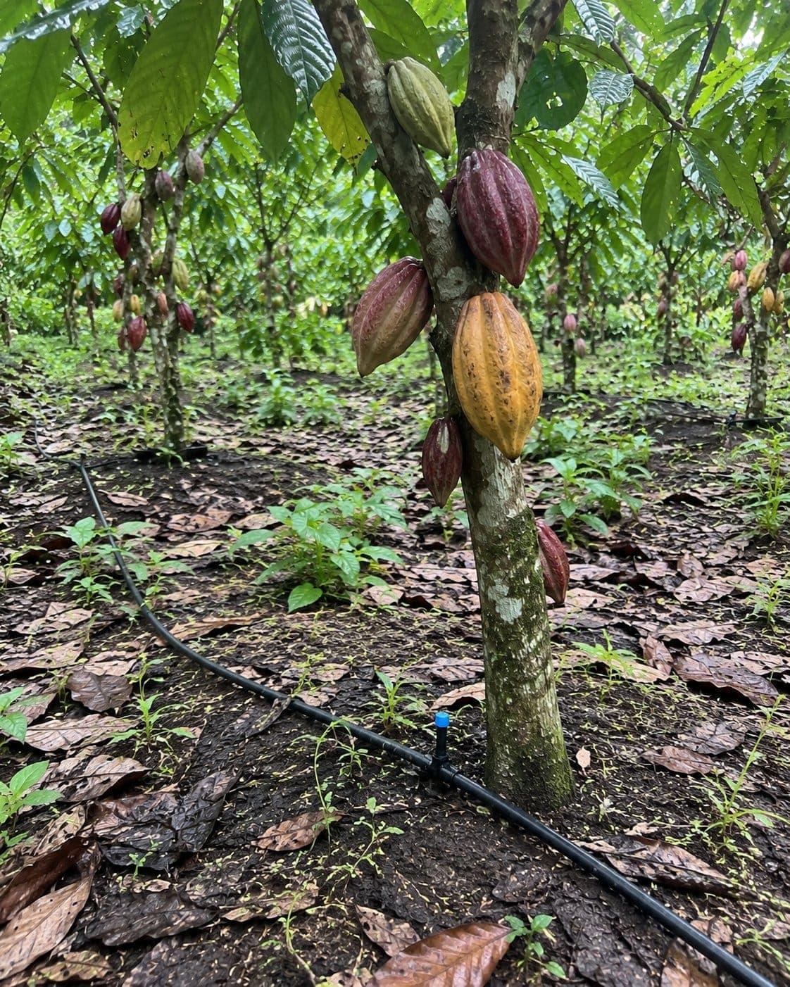 Foto del proyecto: Cultivo de cacao